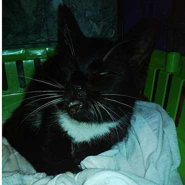 Kotka poszukuje domu