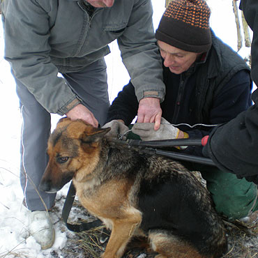 Pies schwytany we wnyki. Zobacz film!