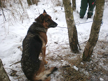 Pies schwytany we wnyki. Zobacz film!