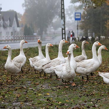 Powraca kulinarna tradycja 11 listopada Og�lnopolskim Dniem G�si Owsianej 