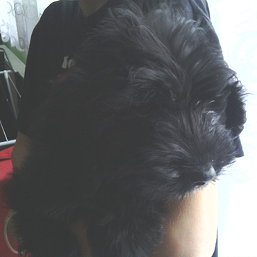 Znaleziono szczeniaka w Wolinie