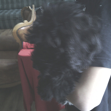 Znaleziono szczeniaka w Wolinie