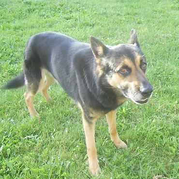 Zagin�� pies w Strze�ewie