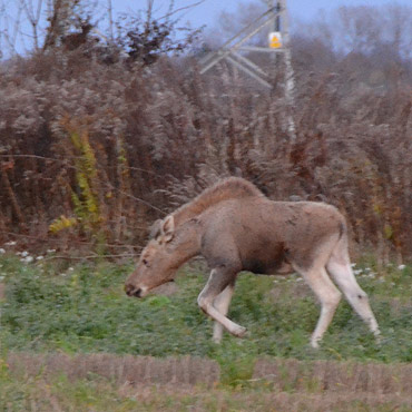 �o� spaceruje przy Kamieniu Pomorskim