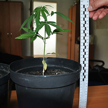 W Wolinie 38- latek nielegalnie uprawiał konopie indyjskie