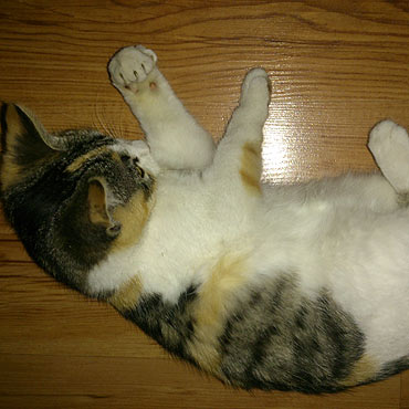 Oddam kota w dobre r�ce!