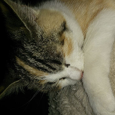 Oddam kota w dobre r�ce!