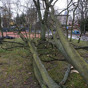 Powalone drzewa w Mi�dzyzdrojach!