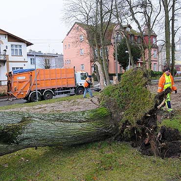 Powalone drzewa w Mi�dzyzdrojach!