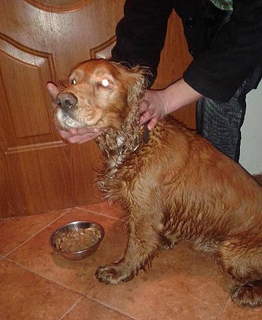 Kto zgubi� tego pieska?