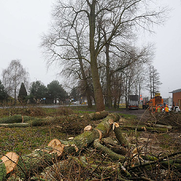 Wycinka drzew przy drodze krajowej nr 102 w Mi�dzyzdrojach