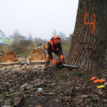 Wycinka drzew przy drodze krajowej nr 102 w Mi�dzyzdrojach