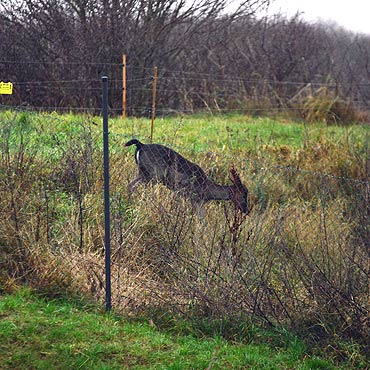 Daniel wybra� wolno��. Jego w�a�ciciel liczy, �e zwierz� zmieni zdanie