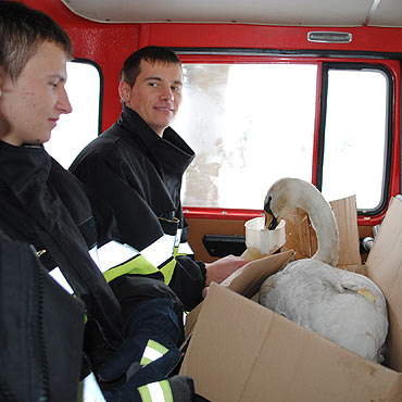 Stra�acy znowu ratowali �ab�dzie na Zalewie Kamie�skim