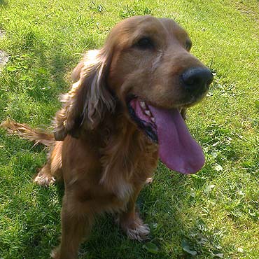 Zagin�� pies rasy Cocker spaniel