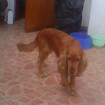 Zagin�� pies rasy Cocker spaniel