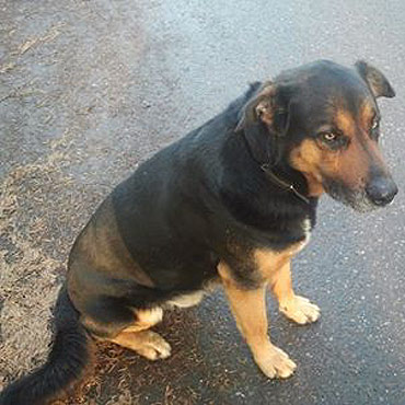 Kto� wyrzuci� pieska z samochodu! Szukamy dla niego nowego domu