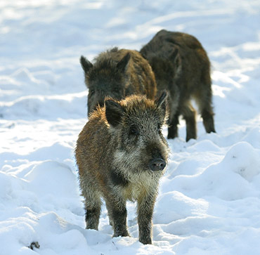Dziki grasuj� po Mi�dzywodziu