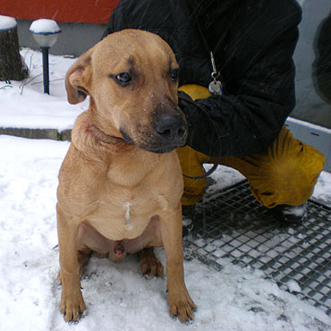 Policjanci uratowali wyrzuconego z poci�gu psa