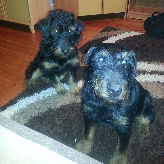 Zagin�y dwa pieski!