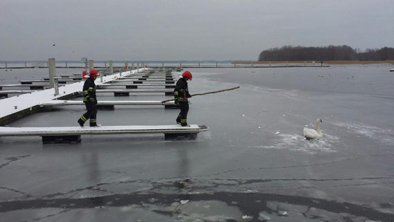 Stra�acy ratowali przymarzni�tego �ab�dzia