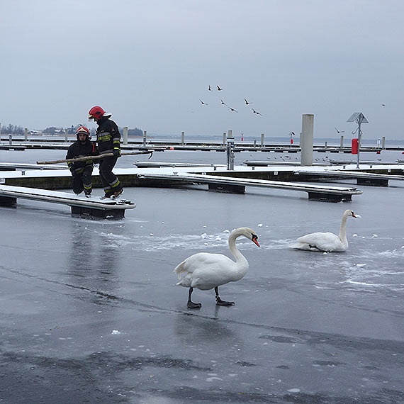 Stra�acy ratowali przymarzni�tego �ab�dzia