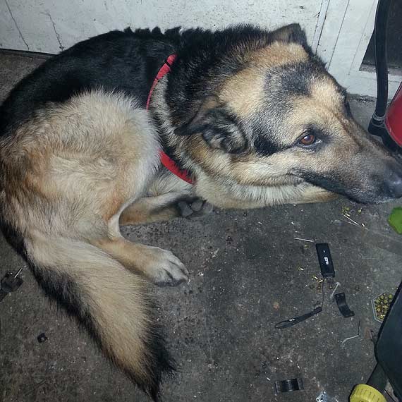 Przyb��ka�y si� Husky i owczarek niemiecki. Szukamy w�a�cicieli! 