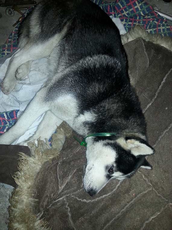 Przyb��ka�y si� Husky i owczarek niemiecki. Szukamy w�a�cicieli! 