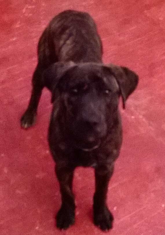 Znaleziono dwa psy na Rondzie im. Kardynała Stefana Wyszyńskiego w Kamieniu Pomorskim