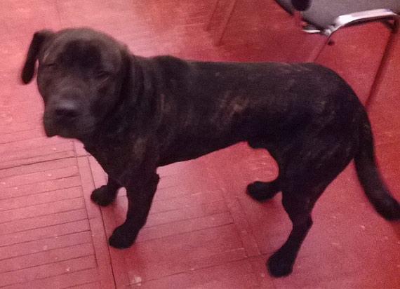 Znaleziono dwa psy na Rondzie im. Kardynała Stefana Wyszyńskiego w Kamieniu Pomorskim