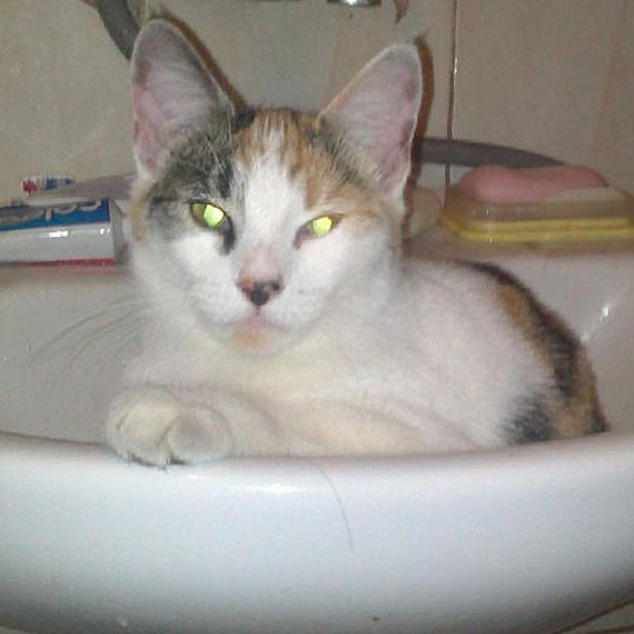 We Wrzosowie zagin�a kotka