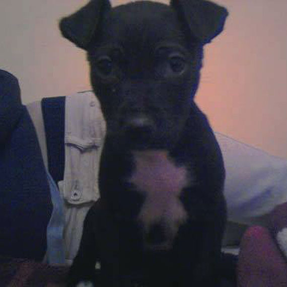 Poszukiwany  amstaff