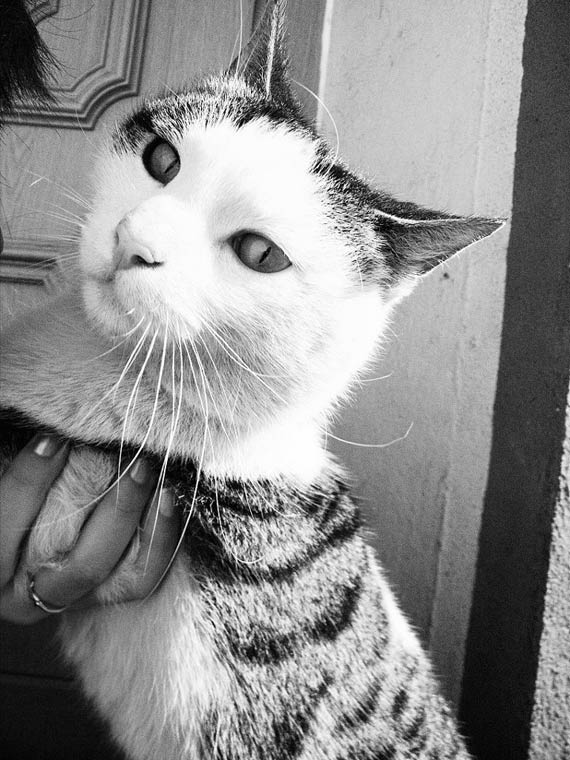 Zagin�� pupilek Czytelniczki