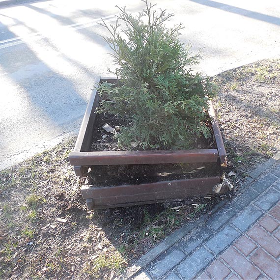 Niszczej� kwietniki przy ul. Szczeci�skiej w Kamieniu Pomorskim