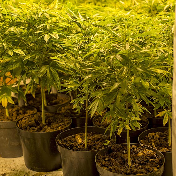 Plantacja konopi zlikwidowana. Na poddaszu znajdowa�o si� 448 sztuk krzew�w konopi