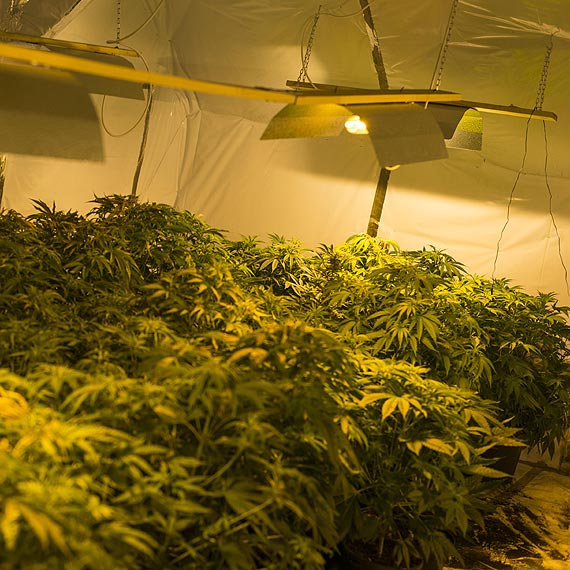 Plantacja konopi zlikwidowana. Na poddaszu znajdowa�o si� 448 sztuk krzew�w konopi