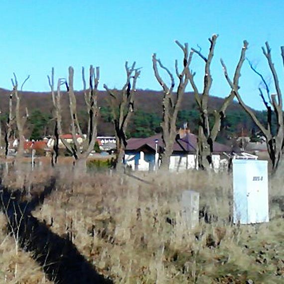 Stop mordowaniu drzew