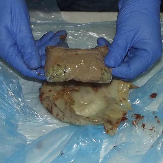 Pies wyw�szy� 300 g narkotyk�w. Znalaz� kokain� i marihuan� w go��bkach