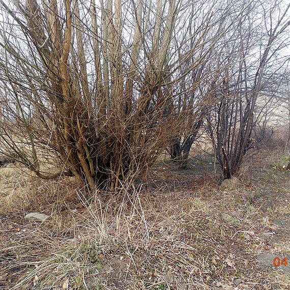 S.S "Warcis�aw" rozpocz�a wiosenne porz�dki